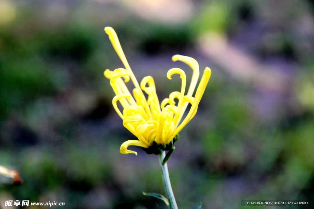 菊花