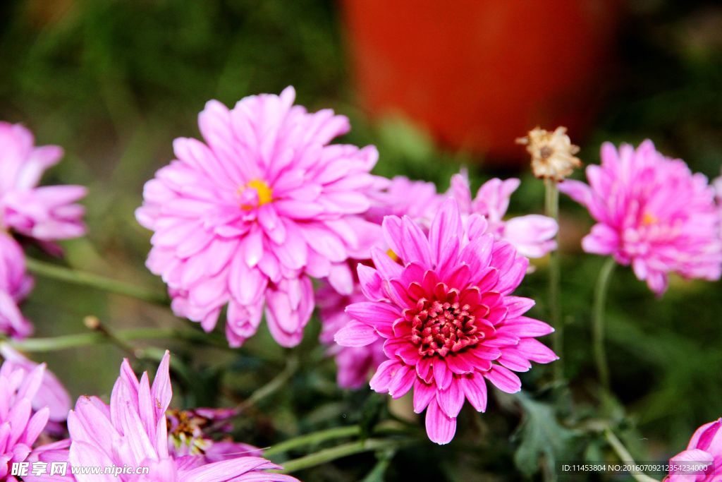 菊花