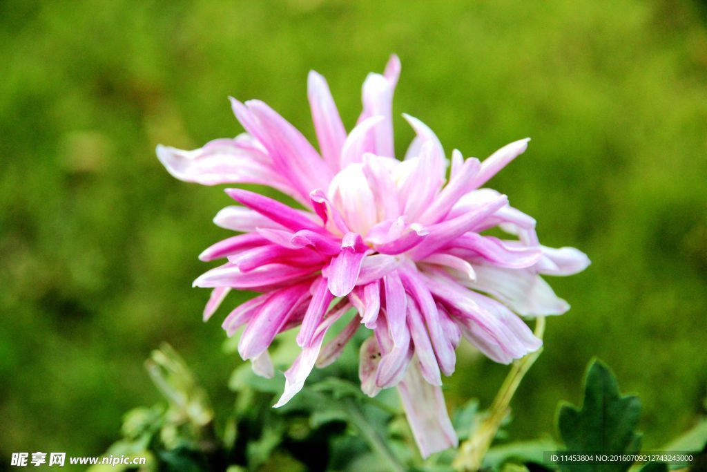 菊花