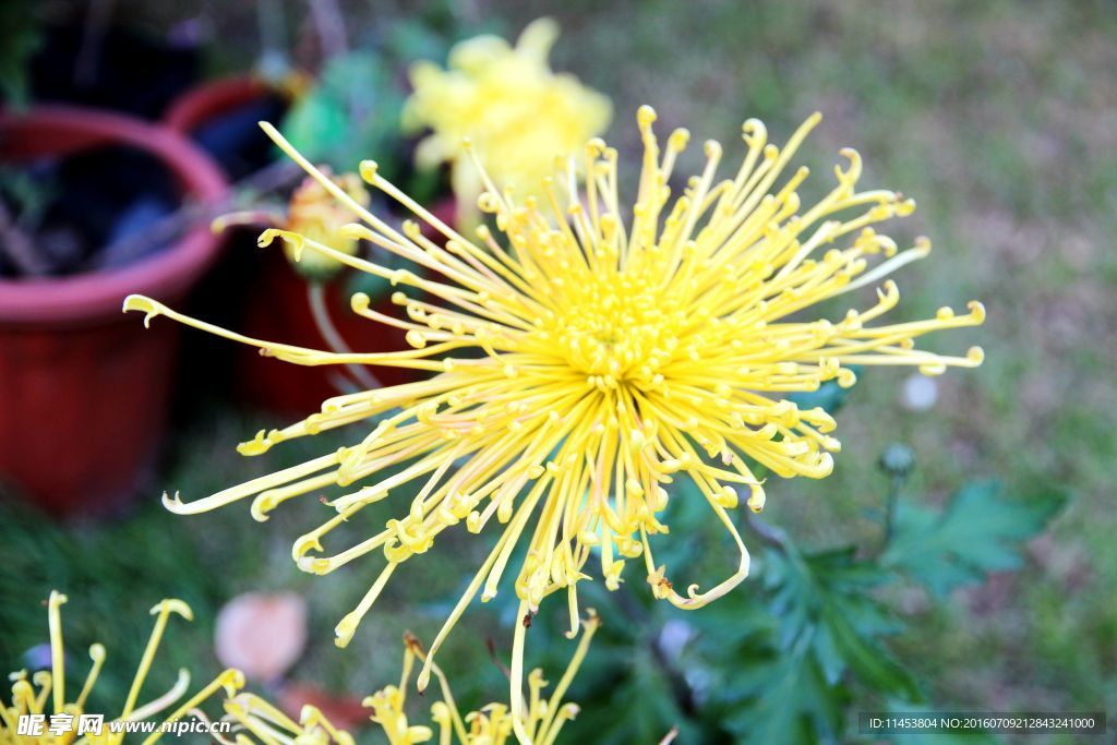 菊花