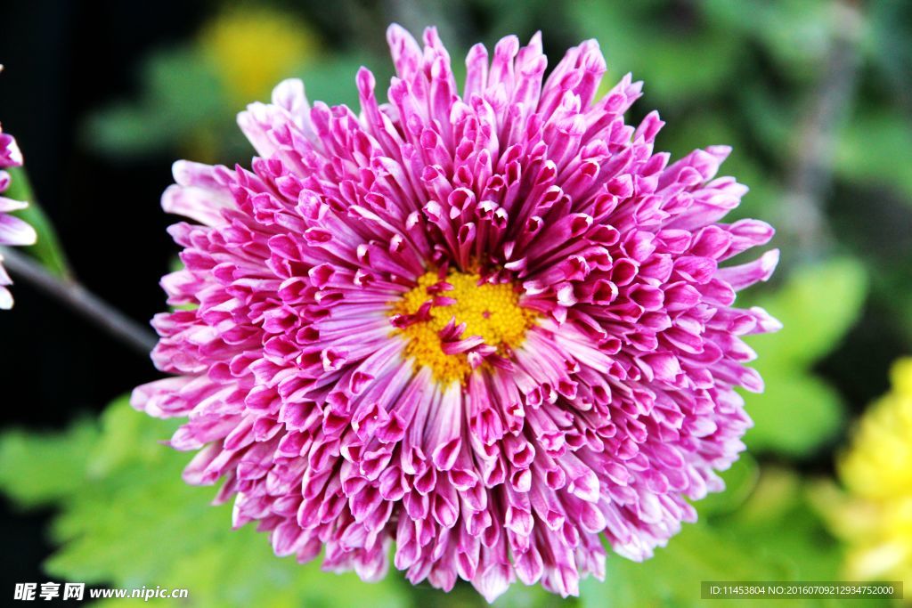 菊花