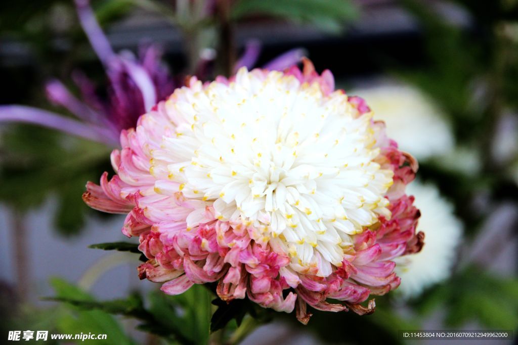 菊花