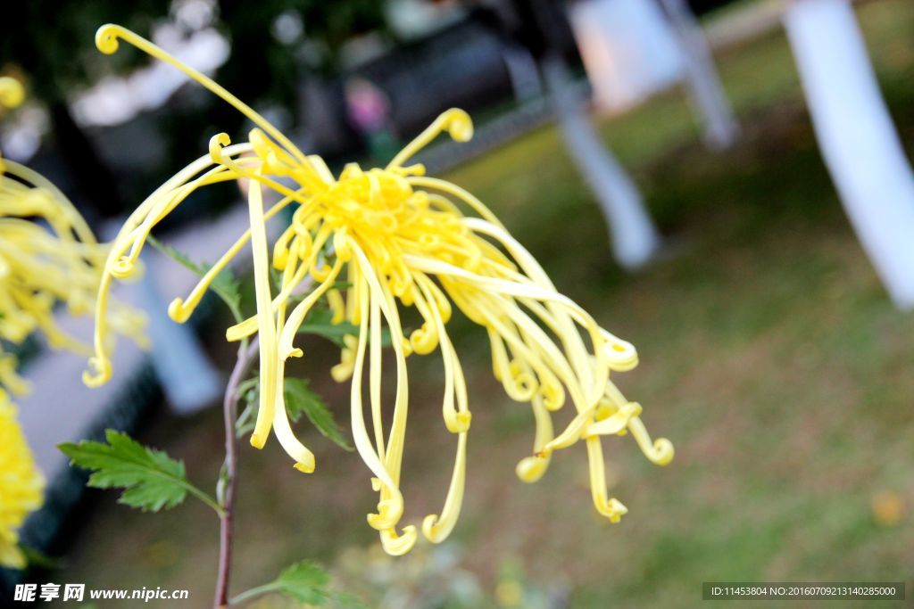 菊花