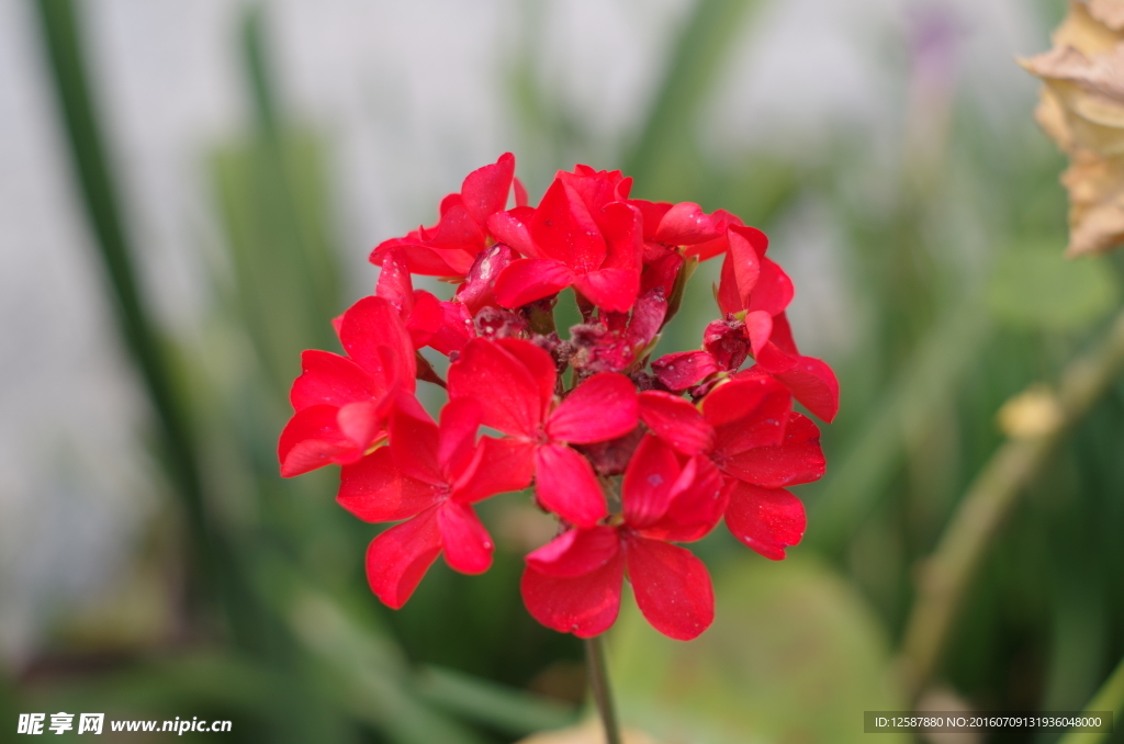 月季花