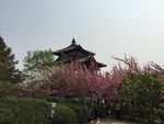 青龙寺樱花
