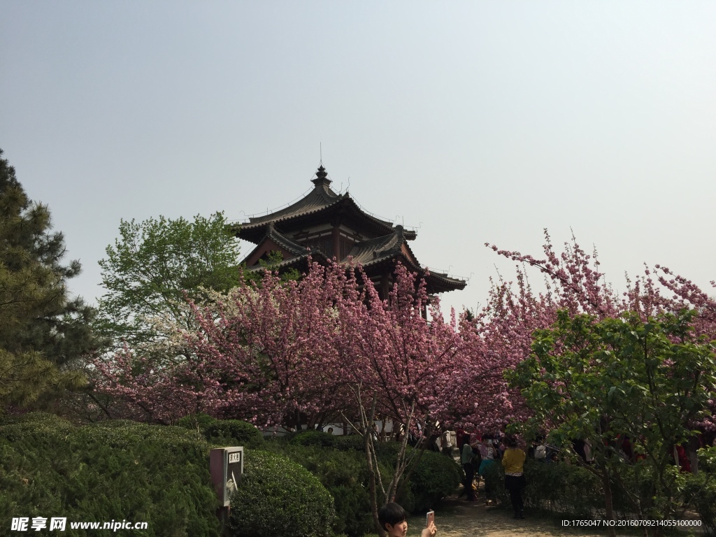 青龙寺樱花