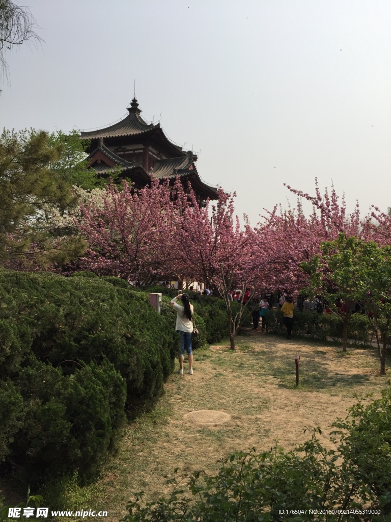 青龙寺樱花