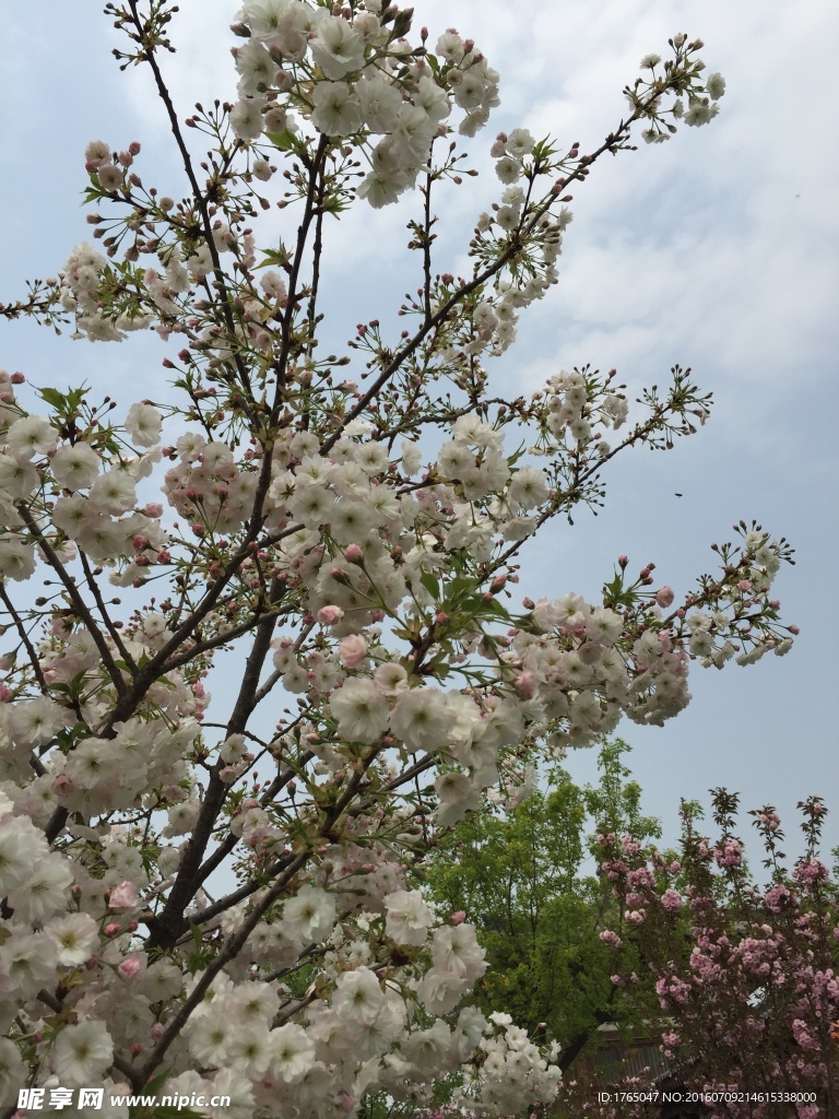 樱花