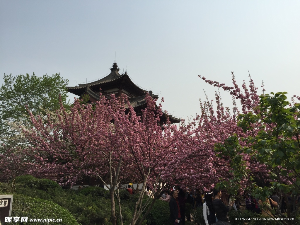 樱花