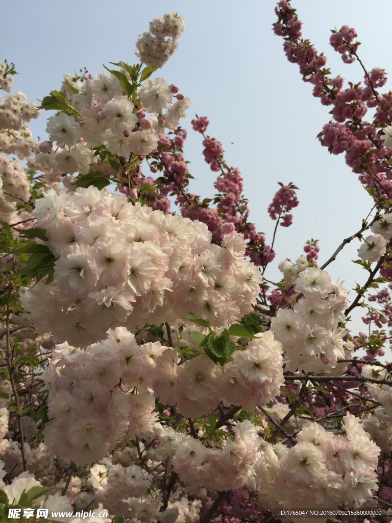 樱花
