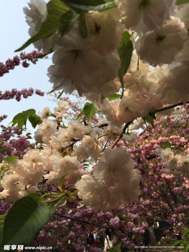 樱花