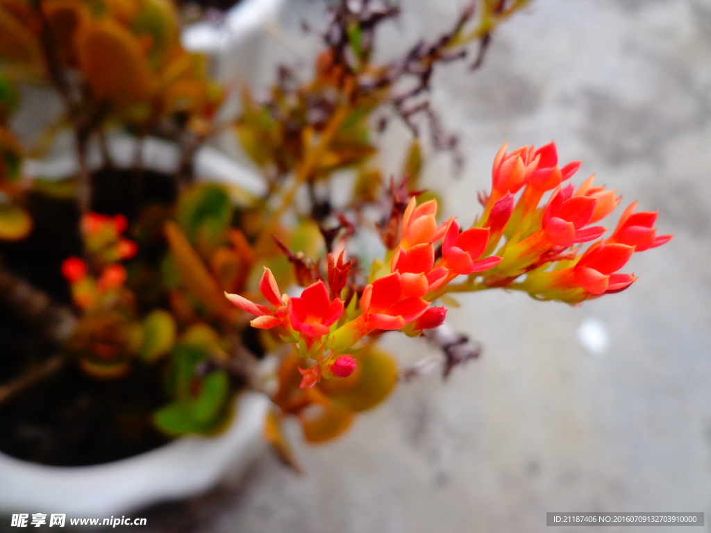 花