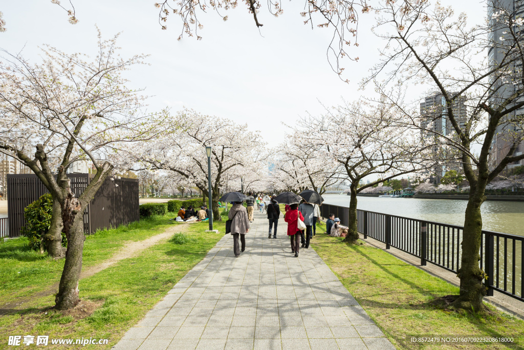 盛开樱花树