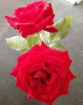 月季花
