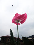 美丽的花