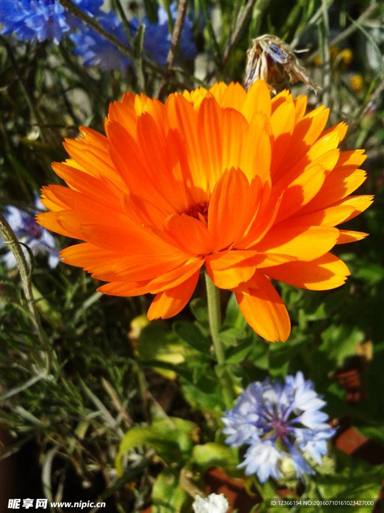菊花