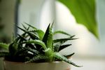 芦荟