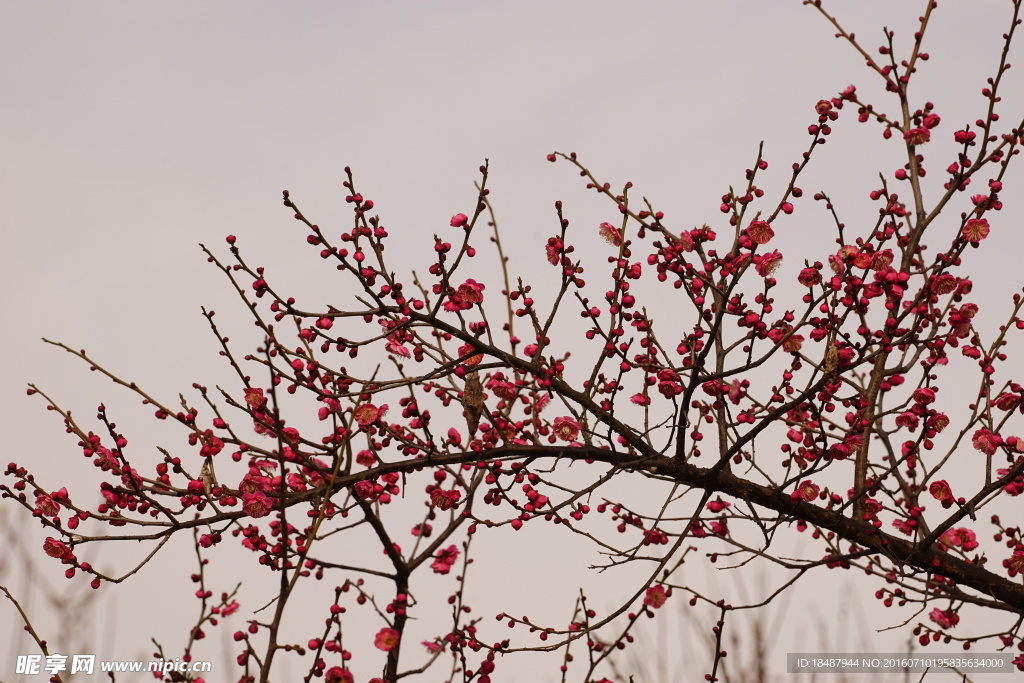 梅花