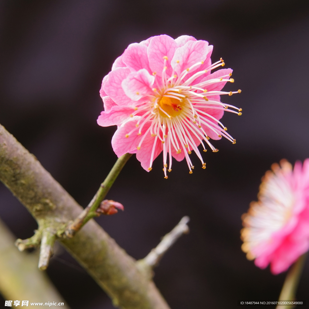梅花