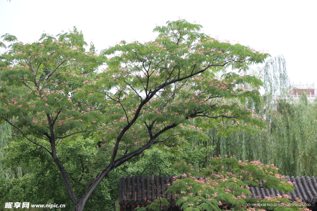 绒花树