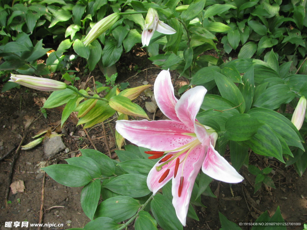 百合花