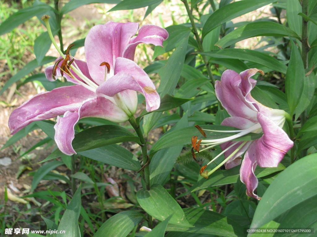 百合花