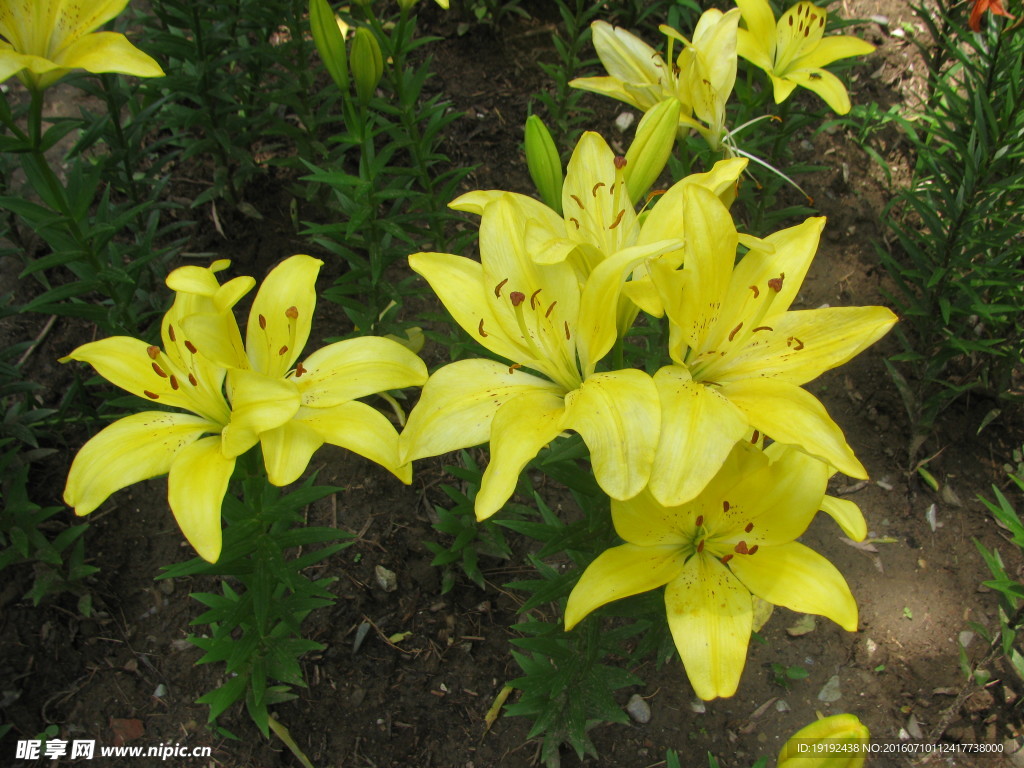 百合花