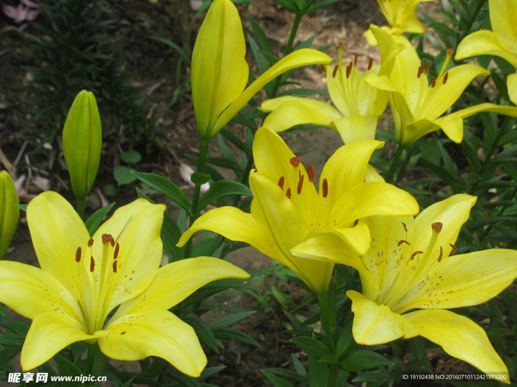 百合花