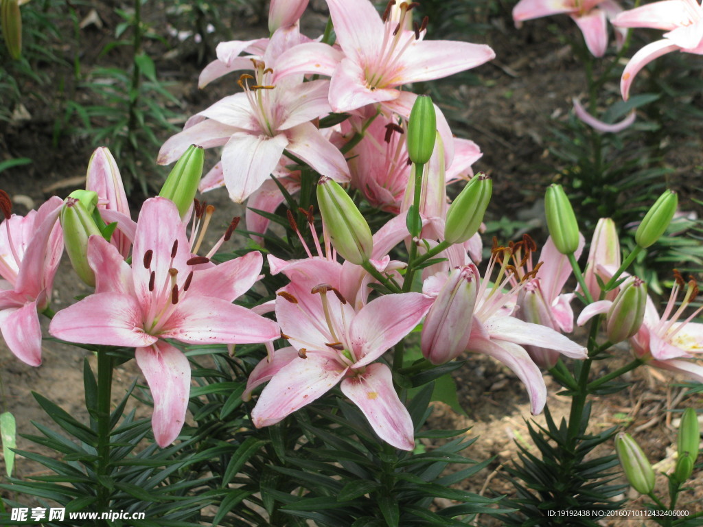 百合花