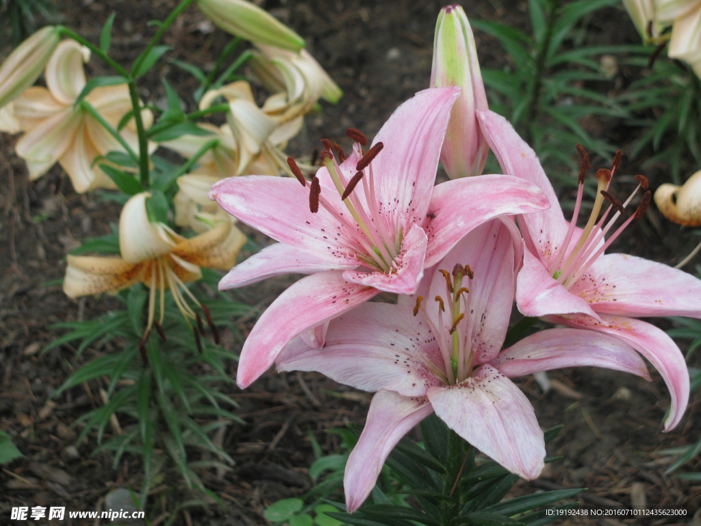 百合花