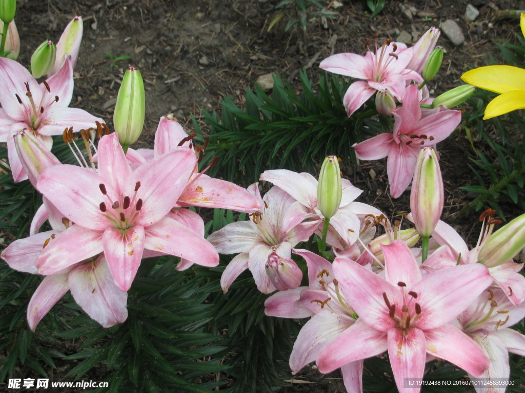 百合花