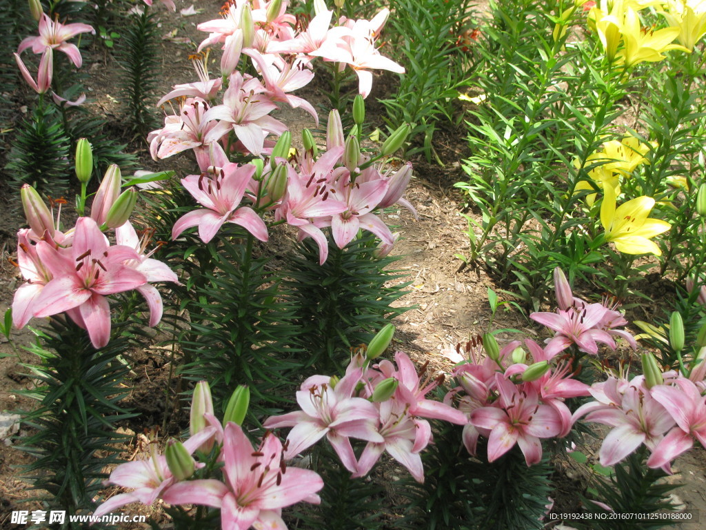 百合花