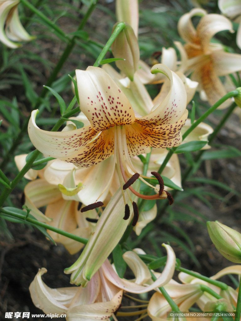 百合花