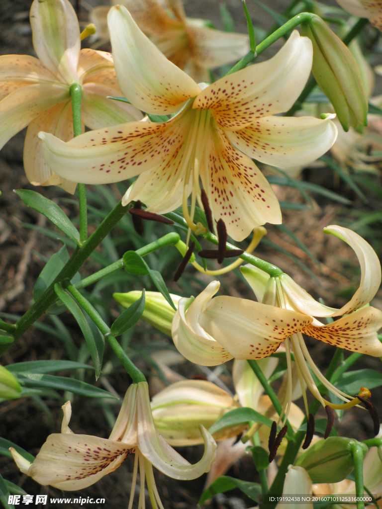 百合花