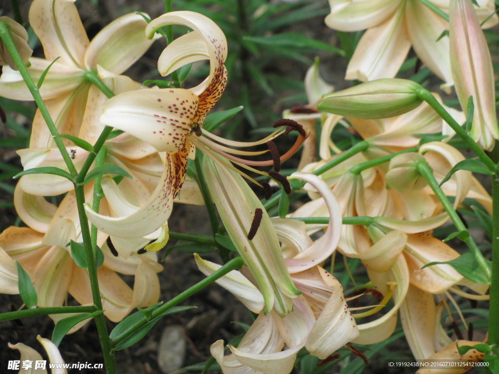 百合花