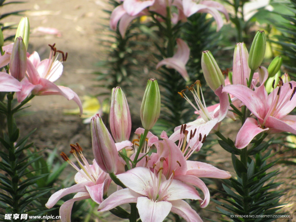 百合花