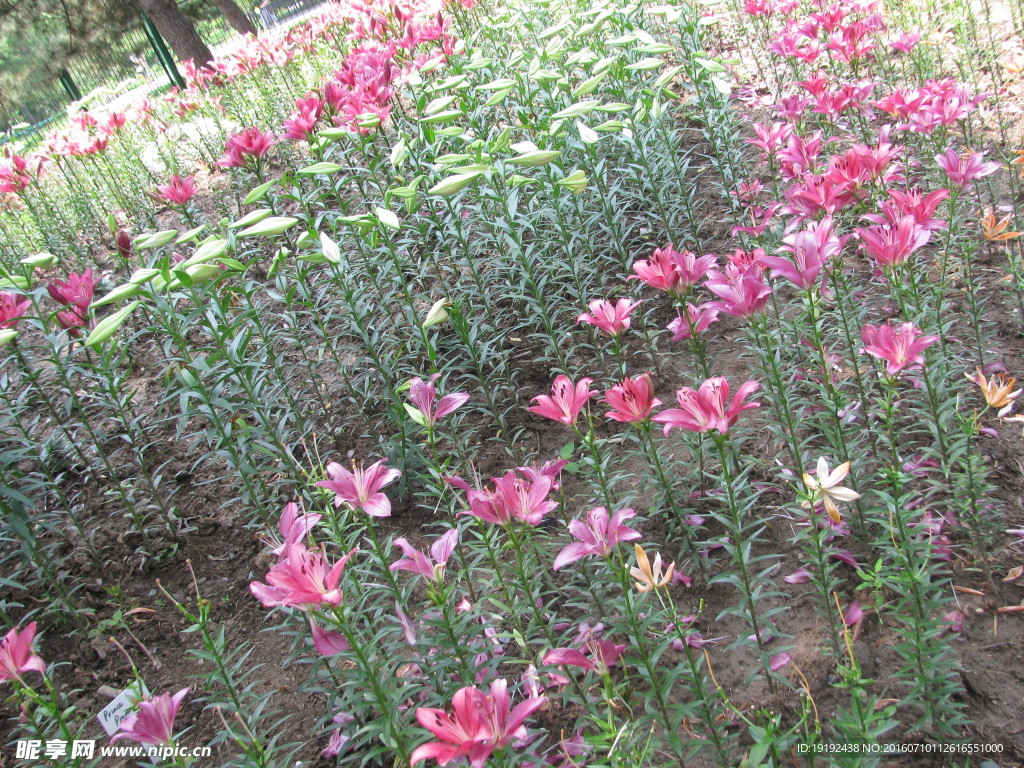 百合花