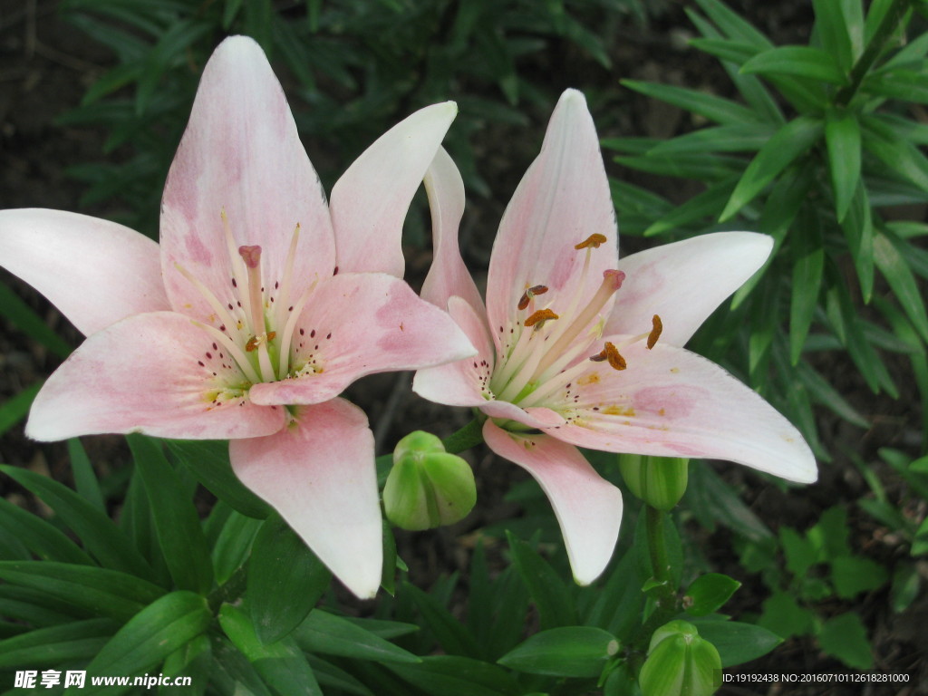 百合花