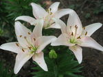 百合花