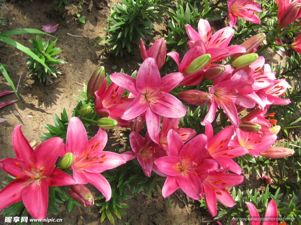 百合花