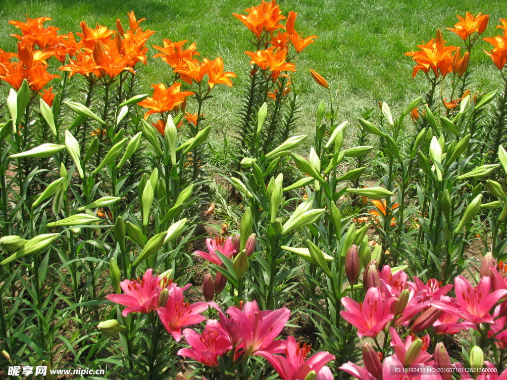 百合花
