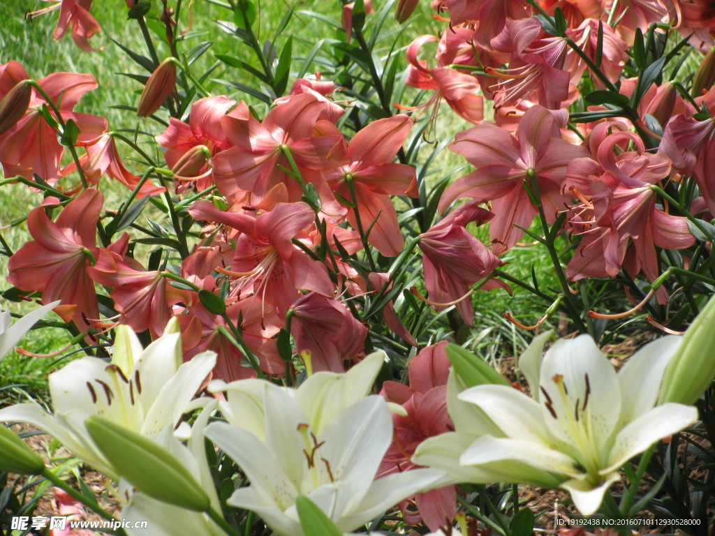 百合花