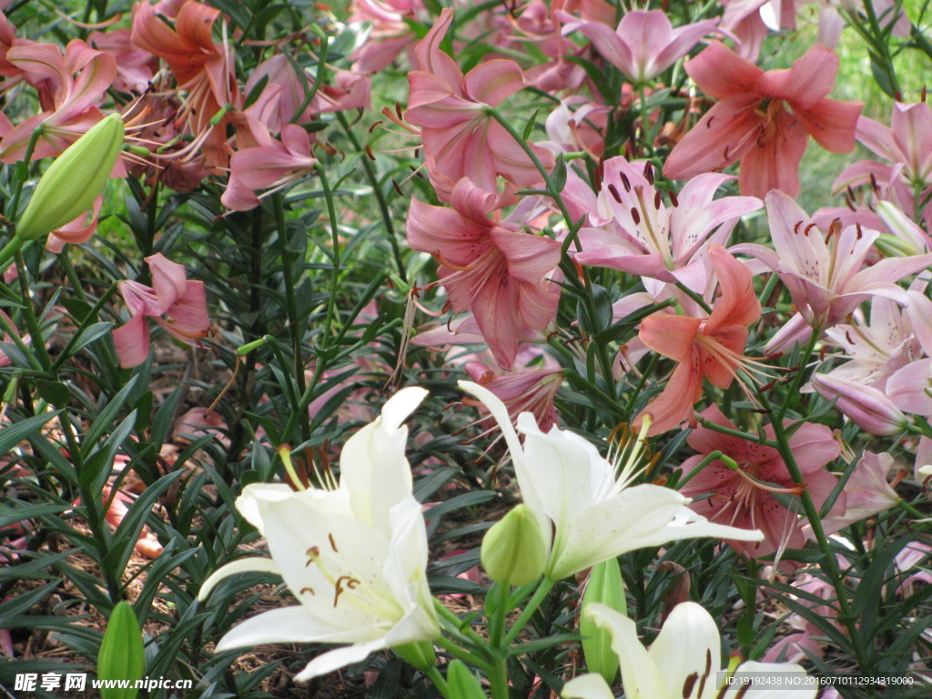 百合花