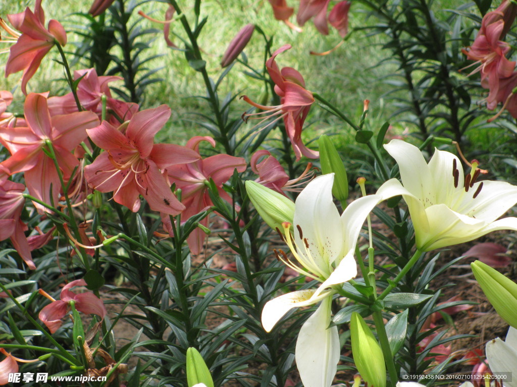 百合花
