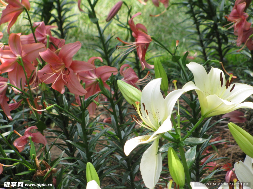 百合花