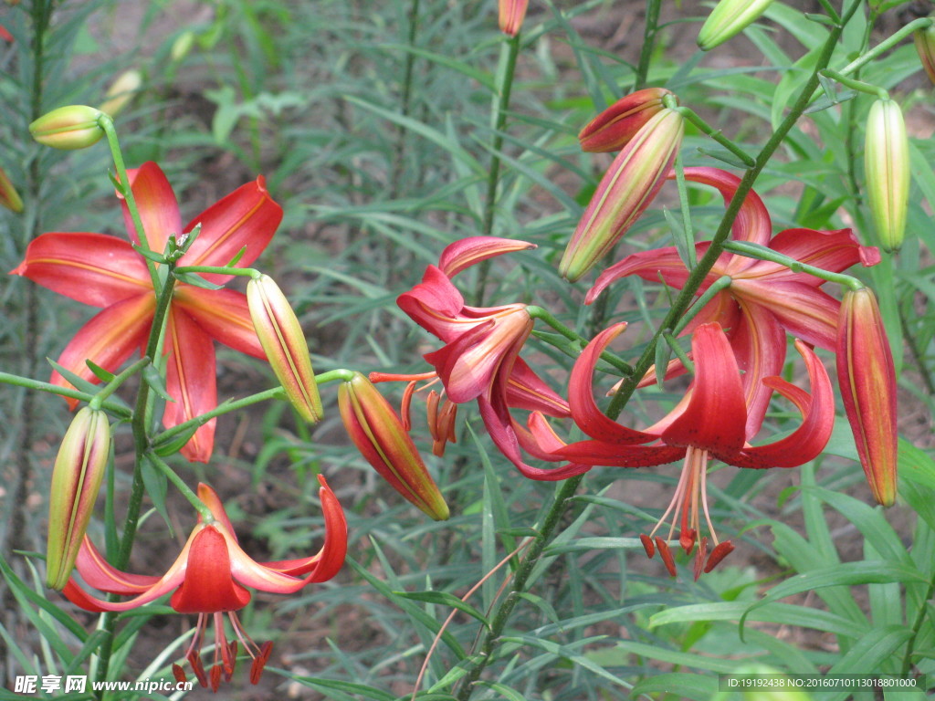 百合花
