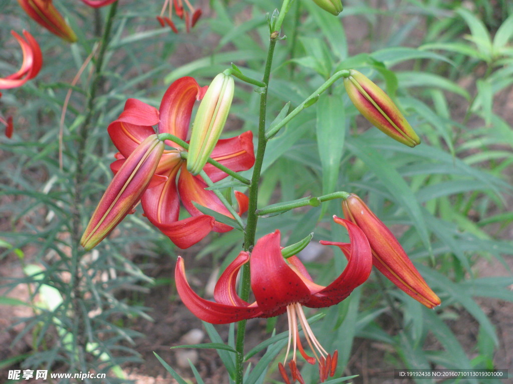 百合花