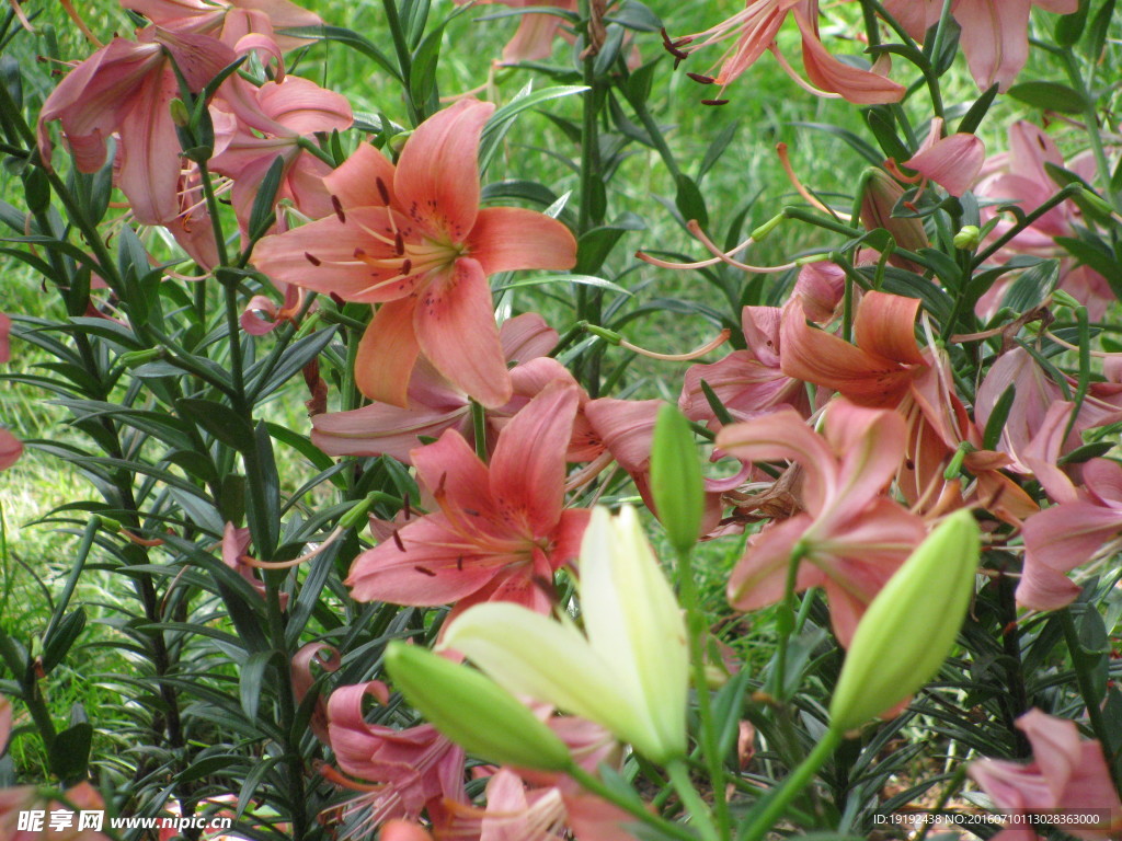 百合花