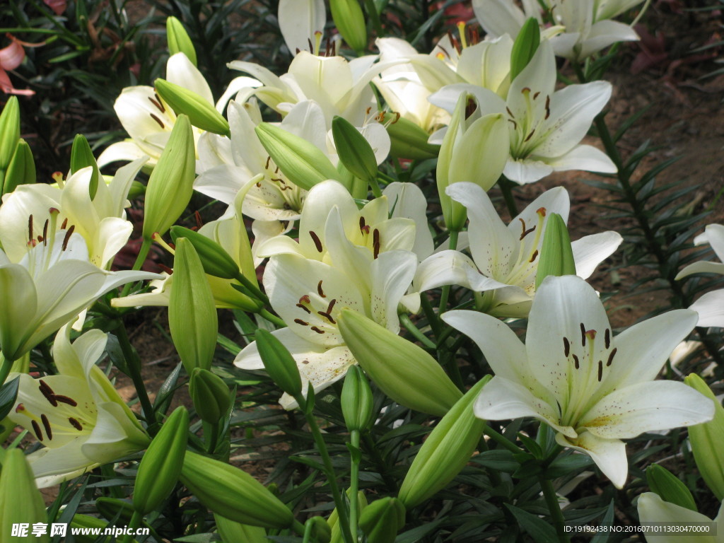 百合花