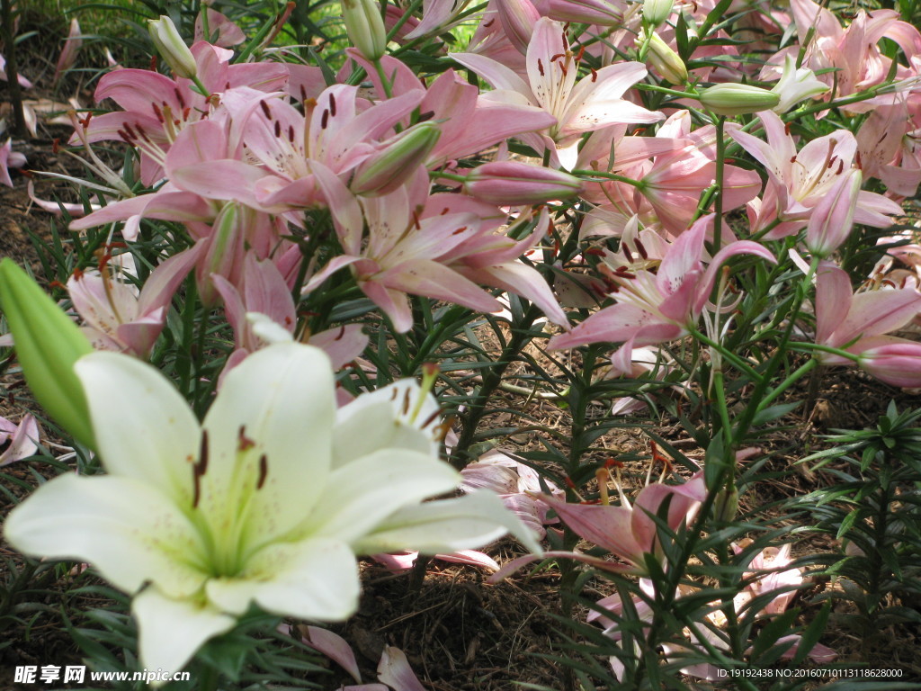 百合花